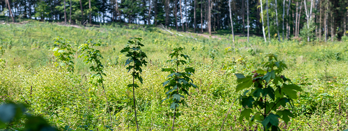 400 trees planted