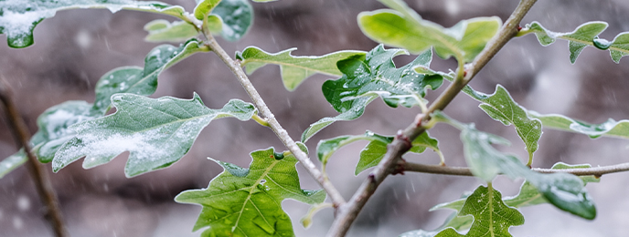 Neue B&auml;ume gepflanzt